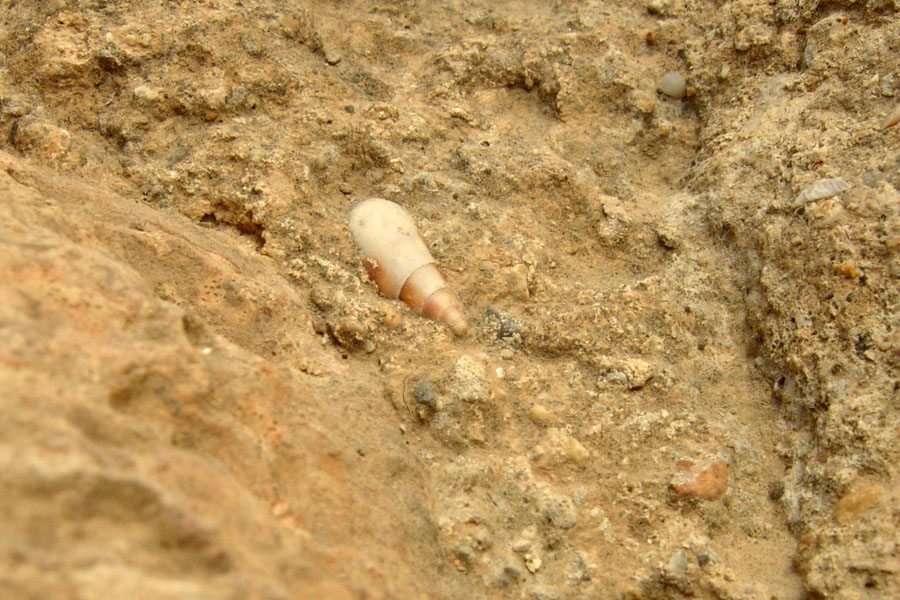 Conchiglia fossile da Creta